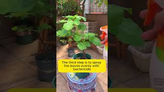 New Plant Care Tips for Summer Keep Your Plants Healthy and Thriving [upl. by Ahrens134]