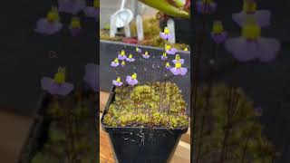 Shorts Utricularia Bisquamata CV Bettys Bay [upl. by Kaya]