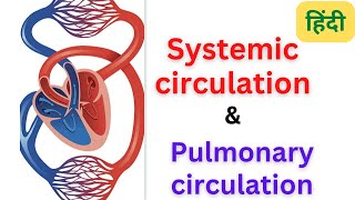 Systemic circulation  pulmonary circulation cardio vascular system  RegisteredNurseRN [upl. by Trinee256]