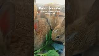 Rabbit for salerabbit music nepali fyp love pets offer animals kathmandu foryou [upl. by Yasmar]