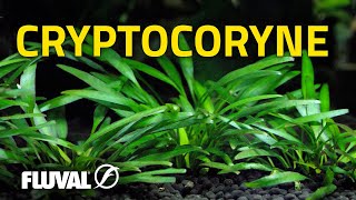 Species Spotlight  Cryptocoryne [upl. by Anerol750]