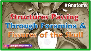 Structures passing through foramina and fissures of the Skull [upl. by Eikcin]