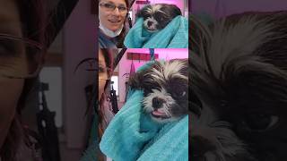 How to SHAVE a shih tzu shorts [upl. by Asilahs]