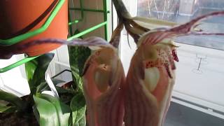 Цветение орхидеи бульбофиллум bulbophyllum longissimum [upl. by Cohe]