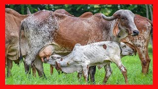 🔴 GYR LECHERO En Colombia 🏆 Hacienda la Fortuna ✅ Vacas Lecheras [upl. by Anairotciv]