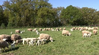 Lélevage des moutons à la Bergerie nationale [upl. by Armanda]