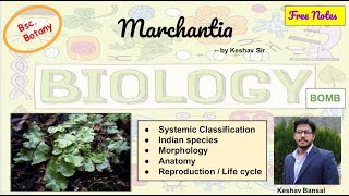 Marchantia  Morphology  Anatomy and Life cycle  Bsc  Free PDF notes  by Viologia EXtrema [upl. by Florie]