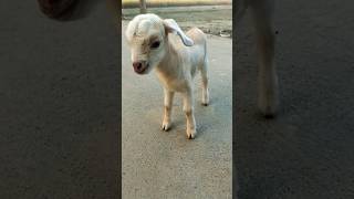 2 days cute goats baby 😉🥰 [upl. by Ardnuaet]