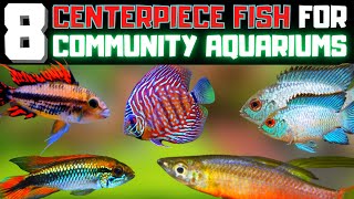 Top 8 Centerpiece Fish For Your Small to Medium Sized Aquariums [upl. by Gnemgnok]