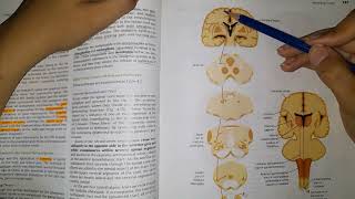 Light crude touch pathway anterior spinothalamic tract [upl. by Enyaz174]