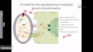 Agrobacterium mediated gene transformation in plants [upl. by Irvin]