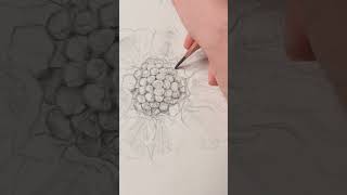 Sketching a Field Scabious Flower from My Nature Walk 🌸✏️  ASMR ART [upl. by Hollingsworth946]