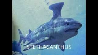 HYBODUS VS STETHACANTHUS [upl. by Reinar50]