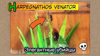 Элегантные убийцы  венаторы  Harpegnathos venator [upl. by Farley]