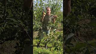 Heavily Pruned Gala Apple 🍎 orchard fruittrees permaculture gardening motivation ideas apple [upl. by Aiouqahs729]