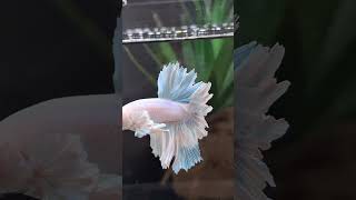 HALFMOON FEATHERTAIL DUMBO EAR WHITE ALICORN DUMBO EAR aquarium ornamentalfish bettafish [upl. by Anale]