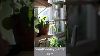 Indoor Plant Care Tips for people who KILL plants [upl. by Sandell]