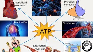 ATP adenosín trifosfato papel en el metabolismo [upl. by Irolam446]