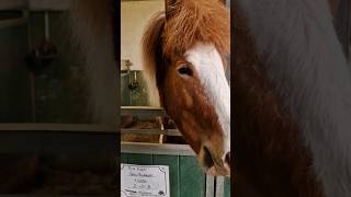 Le Cheval Islandais  Un Trésor Équestre aux Allures Magiques” [upl. by Bonaparte416]