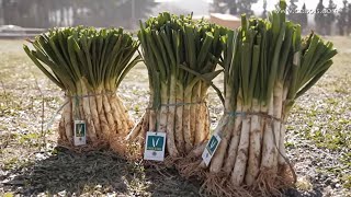 Calçots  Cómo hacer una calçotada con parrilla [upl. by Edme]