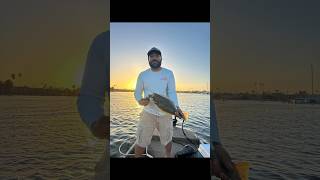 Alamitos bay halibut 🎣🌅 halibut fishing sportfishing pesca youtubeshorts gopro [upl. by Eniotna]