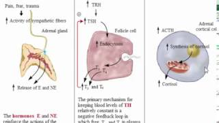 System Endocrine Biochemistry Secretion and Trasport of Hormones Part 2 [upl. by Baler]