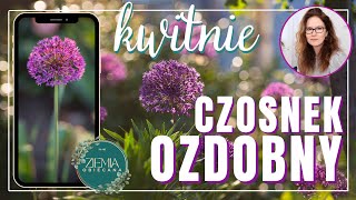 CZOSNKI OZDOBNE już kwitną [upl. by Ramona]