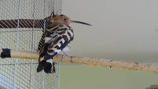 Sturnus vulgaris СКВОРЕЦ [upl. by Ameen]