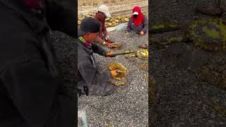 The Process Of Extracting Sunflower Seeds [upl. by Harris]