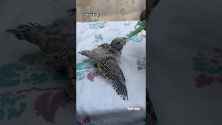 🐥🐣 Feed budgieshorts lovebirds budgies aviary petcare petsvlog pigeon shortfeed pluto yt [upl. by Wesley]