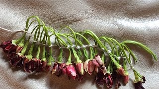 Micronesian Hawaiian style lei using Quisqualis flowers and Indian knot [upl. by Ssecnirp523]