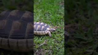 Marginated tortoise Testudo marginata [upl. by Waring]