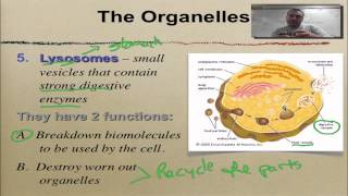 Chapter 7 Part 6 Golgi Lysosomes amp Vacuoles [upl. by Alejoa]