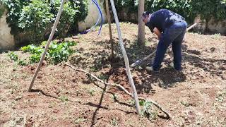 DIY Simple Grape Trellis Build in 10 Minutes [upl. by Erastatus]