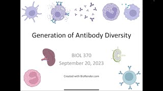 Immunology Fall 2023 Lecture 9 Generation of Antibody Diversity [upl. by Aeirdna]