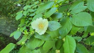 Stewartia ovata The Mountain Stewartia [upl. by Ynatsed]