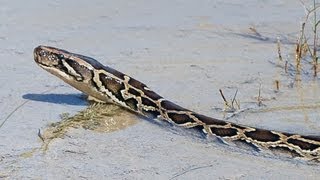 Pythons at Alligator Pond 04  Dangerous Animals in Florida  Time Lapse x2 [upl. by Kennard232]