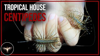 House centipedes but far larger [upl. by Ydal]