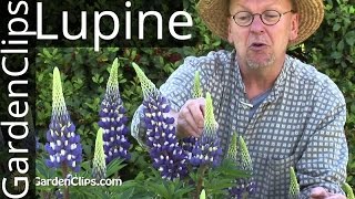 Lupine  Lupinus species  How to grow Lupines lupine [upl. by Hermann]