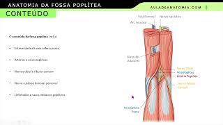 FOSSA POPLÍTEA medicina medico anatomy anatomiaclinica cirurgiãovascular anatomiapratica [upl. by Llehcear554]