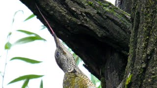 La lunga lingua del Picchio verde  The long tongue of the GreenWoodpecker Picus viridis [upl. by Harriott]