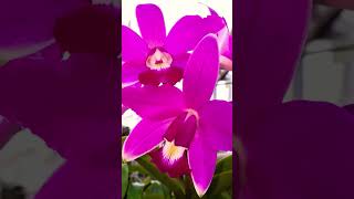 Cattleya Violácea var Rubra quotÍbis Escalarte quot [upl. by Sheeran]