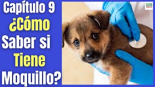 ¿COMO SABER SI MI PERRO TIENE MOQUILLO ❤️‍🩹 SÍNTOMAS EN PERROS ADULTOS Y CACHORROS [upl. by Aynotel665]