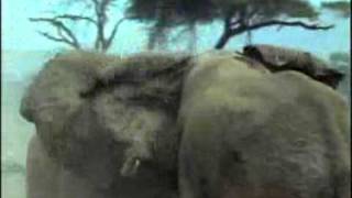 African elephant video Loxodonta africana 29 [upl. by Initsed]