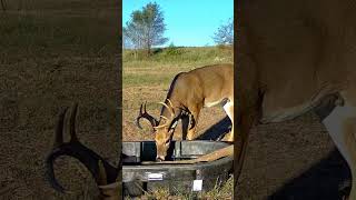 Trail Camera Action deer deerhunting tactacam [upl. by Zoubek241]