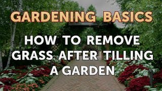 How to Remove Grass After Tilling a Garden [upl. by Dannie]