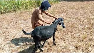 Man Playing With Goat And Eating Grass  Cute Animals [upl. by Nelyaw]