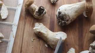 Preserving and trimming fresh porcini [upl. by Wiburg]