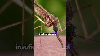 LA MORT4L MALARIA curiosidades malaria datoscuriosos sabiasque [upl. by Schlessel717]