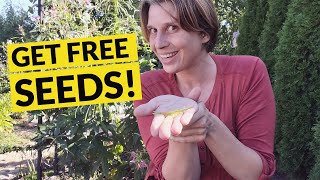 How to Harvest Cleome Seeds  Collect Spider Flower Seeds [upl. by Aivek]